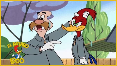 videos del pájaro loco|Pajaro Loco Episodio .